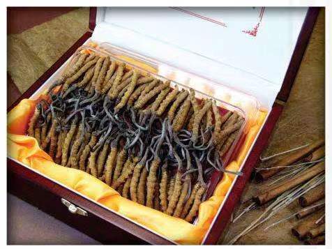 铜陵冬虫夏草回收